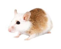 Smaller rat species with higher fat content