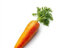 Root vegetable high in beta-carotene