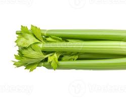 Crunchy vegetable that's mostly water and fiber