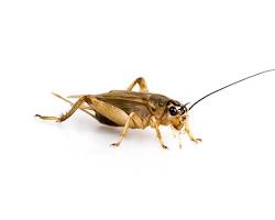Common feeder insect decent nutrition