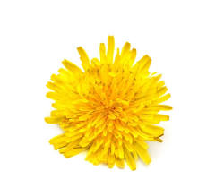 Edible flower from the dandelion plant