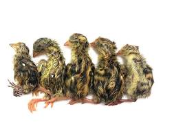 Newly hatched chicken