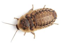 Premier feeder insect with excellent nutrition
