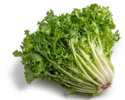 A broad-leafed endive variety