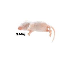 Young mouse with developing fur