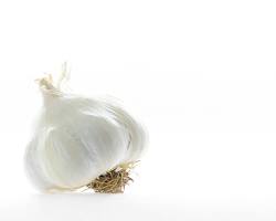 TOXIC — similar to onion causes blood cell damage