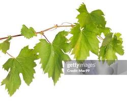 Edible leaves from grapevines