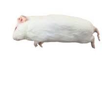 Whole guinea pig prey item