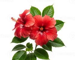 Edible flower high in vitamin C