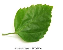 Nutritious leaves from the hibiscus plant