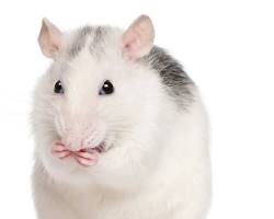 Full-sized adult rat