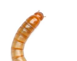 Common feeder with high chitin content