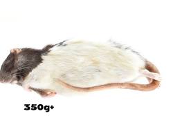 Adult rat of medium size