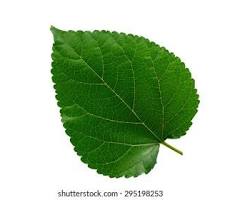 Highly nutritious leaves from the mulberry tree