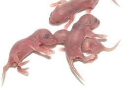 Newborn mouse without fur
