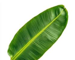 Leaves from the broadleaf plantain weed