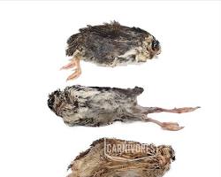 Small game bird whole prey
