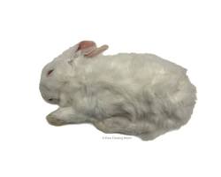 Whole rabbit prey item