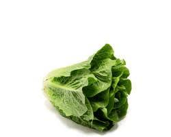 A common lettuce variety with minimal nutrition