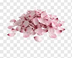 Edible flower petals with mild flavor