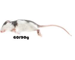 Young rat larger than weaned