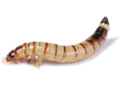 Large feeder insect similar to mealworms