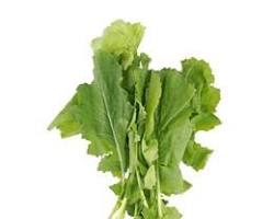 Highly nutritious leafy tops of the turnip plant