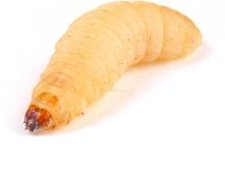 Very high-fat feeder insect treat only