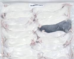 Young rat recently weaned