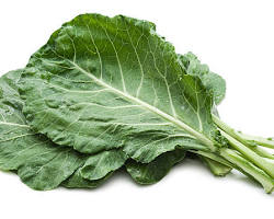 Safe Foods for Herbivorous Reptiles