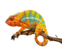 Reptile Body Language