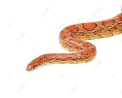 Reptile Care for Beginners: First 30 Days
