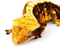 Reptile Health Guide