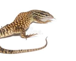 Ackie Monitor