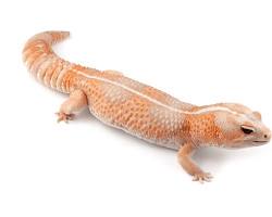 African Fat-Tailed Gecko