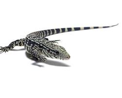Argentine Black and White Tegu
