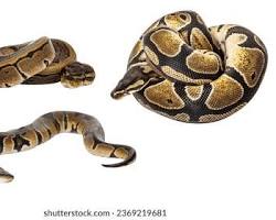 Ball Python
