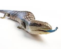 Blue Tongue Skink