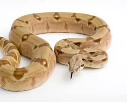 Boa Constrictor