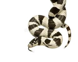 California Kingsnake