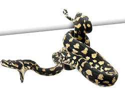 Carpet Python - Jungle carpet python showing yellow and black pattern coiled on branch