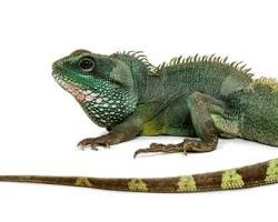 Chinese Water Dragon - Green Chinese water dragon on branch