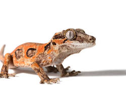 Gargoyle Gecko