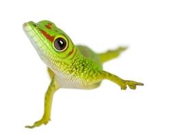 Giant Day Gecko - Bright green giant day gecko with red markings on branch