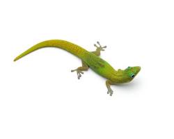 Gold Dust Day Gecko