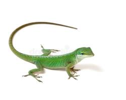 Green Anole