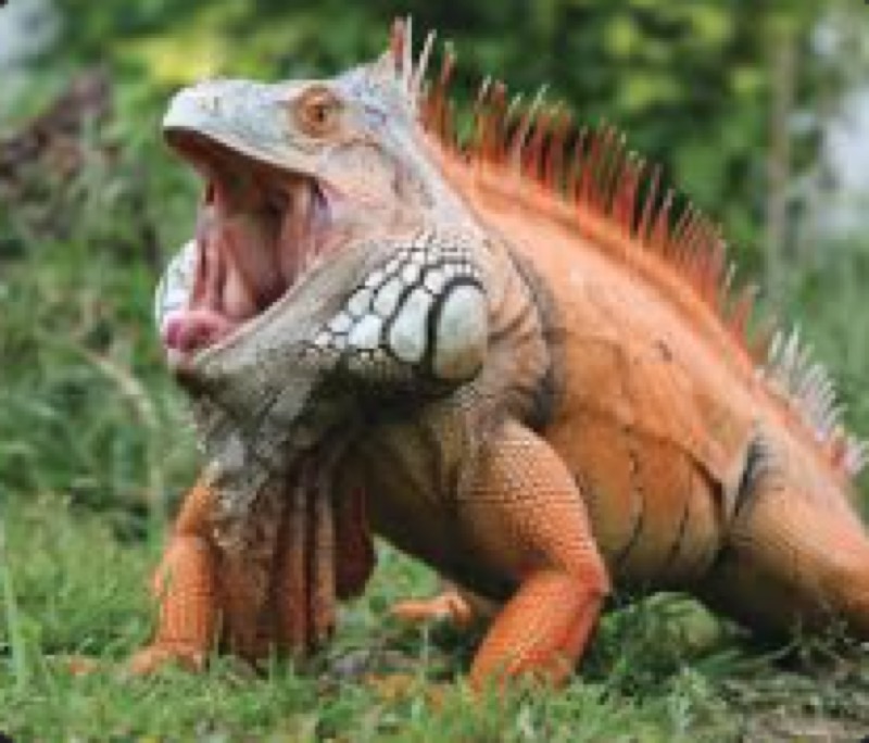 Green Iguana