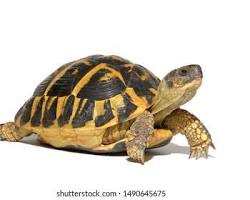 Hermann's Tortoise