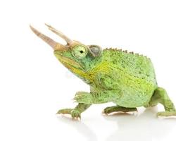 Jackson's Chameleon