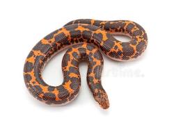 Kenyan Sand Boa